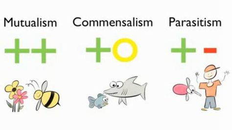 Difference between Mutualism and Commensalism Mutualism Examples, Commensalism Examples, Parasitism Examples, Commensalism Relationship, Apologia Biology, Biology Ideas, Relationship Quiz, Biology Projects, Biology Classroom