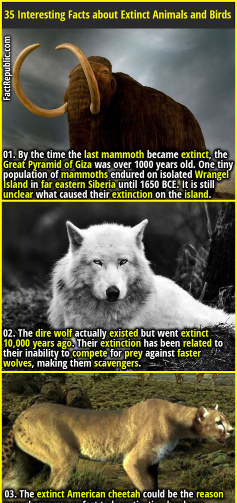 01. By the time the last mammoth became extinct, the Great Pyramid of Giza was over 1000 years old. One tiny population of mammoths endured on isolated Wrangel Island in far eastern Siberia until 1650 BCE. It is still unclear what caused their extinction on the island. Ancient Animals Extinct, Wrangel Island, Mutated Animals, Weird Animal Facts, Melanistic Animals, Most Dangerous Animals, Pyramid Of Giza, Facts About Animals, Bird Facts