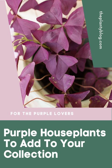 Do you want to add more purple houseplants to your collection! Here’s a list of the top 10 gorgeous purple houseplants (with photos) that will really add that pop of colour to your plant collection. Purple Peperomia Plant, Purple Houseplants, Flower Greenhouse, Shamrock Plant, Bulbous Plants, Lipstick Plant, Gardening Indoors, Plants Uk, Purple Bottom