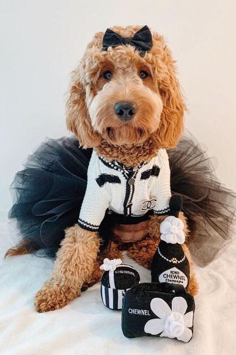 Chewnel Dog Clothes High End Outfits, Luxury Dog Accessories, Dog Fashion Clothes, Dog Feeding Bowls, Expensive Dogs, Dog Outfits, Designer Dog Beds, Designer Dog Clothes, Designer Dog