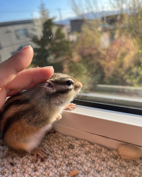 Chipmunk Aesthetic, Pet Chipmunk, Ginger Snap, Avatar Characters, Cute Squirrel, Happy Things, Animal Photos, Ginger Snaps, Cute Animal Photos