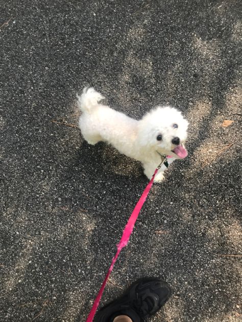 White Toy Poodle Puppy, White Mini Poodle, Mini Toy Poodle, Mini Poodles White, White Poodle Aesthetic, Toy Poodle White, White Toy Poodle Aesthetic, White Toy Poodle, Poodle White