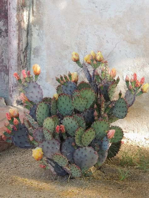 Cactus Photos, Deer Paintings, Physic Garden, Cactus In Bloom, Arizona Aesthetic, Cactus Paintings, Spanish Mission, Cactus Pictures, 70s Western