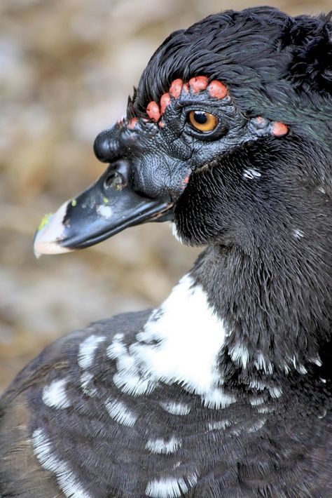 Muscovy Duck | Took a walk down to the lake this morning and… | Flickr Duck Raising, Muscovy Ducks, Muscovy Duck, Ducks And Geese, Duck House, Spring Morning, Water Birds, Kinds Of Birds, Duck Duck