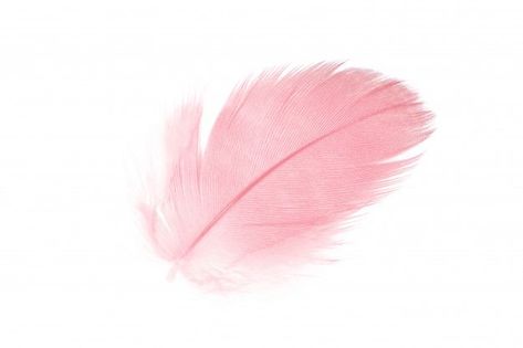 Coral pink feather on white background Premium Photo | Floral logo design, Pink feathers, Watercolour texture background Pink Feather Aesthetic, Pink And White Background, Texture Fashion, Lotus Flower Art, Floral Logo Design, Watercolor Paper Texture, Watercolour Texture Background, Rosa Coral, Logo Floral