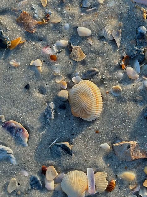 Florida seashells, beach day, camera roll dump Heartstrings Aesthetic, Memorial Day Aesthetic, Collecting Aesthetic, Florida Seashells, Camera Roll Dump, Vision Bored, Day Aesthetic, Ocean Eyes, Beachy Vibes