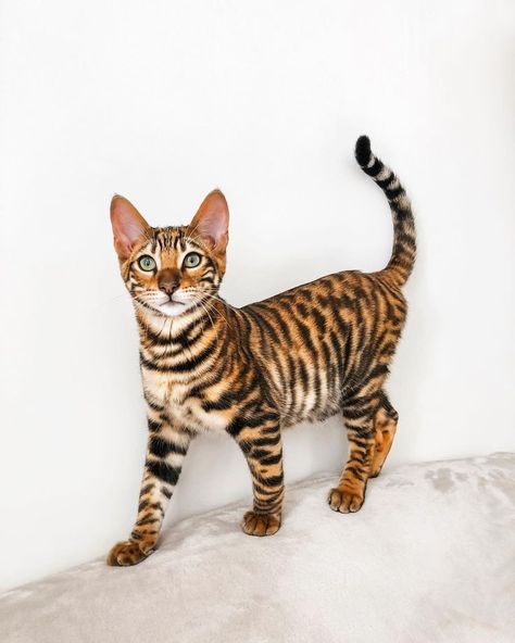 All information about Toyger: All Details Types Of Wild Cats, Wc Oc, Rusty Spotted Cat, Brown Coats, Toyger Cat, Spotted Cats, Domestic Cat Breeds, Dream's Cat, Cat Stock