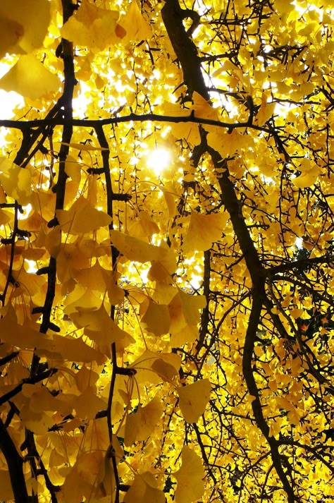 Immerse yourself in the breathtaking beauty of autumn as ginkgo leaves transform into a dazzling display of golden hues. These fan-shaped wonders create a mesmerizing carpet of sunshine on the ground, offering a perfect backdrop for your seasonal photos. Whether you're strolling through a park or capturing the essence of fall in your backyard, the vibrant yellow of ginkgo leaves adds a touch of magic to the crisp autumn air. Embrace the enchanting splendor of nature's golden masterpiece and let the warm tones of ginkgo leaves inspire your autumn adventures. Yellow Aesthetics, Yellow Aesthetic Pastel, Hufflepuff Aesthetic, Aesthetic Yellow, Yellow Theme, Color Aesthetic, Jaune Orange, Yellow Walls, Yellow Wallpaper