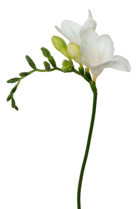 Closed Flower, Flower On White Background, White Freesia, Church Wedding Flowers, Dozen Red Roses, Freesia Flowers, Flower Close Up, 강아지 그림, Flower Stem