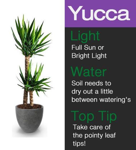 Yucca Plant Indoor, Yucca Plant Care, Houses Garden, Patio Gardens, Indoor Planting, Planting Plants, Plants Care, Houseplant Care, Indoor Greenery