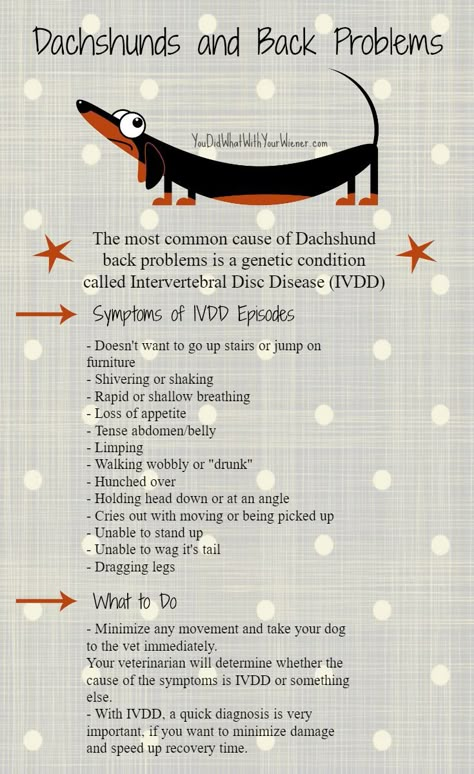 A handy chart of IVDD episode symptoms and what to do if you expect your Dachshund is having an episode Dachshund Breed, Dachshund Funny, Dachshund Art, Popular Dog Breeds, Most Popular Dog Breeds, Weenie Dogs, Mini Dachshund, Dachshund Lovers, Dachshund Puppies