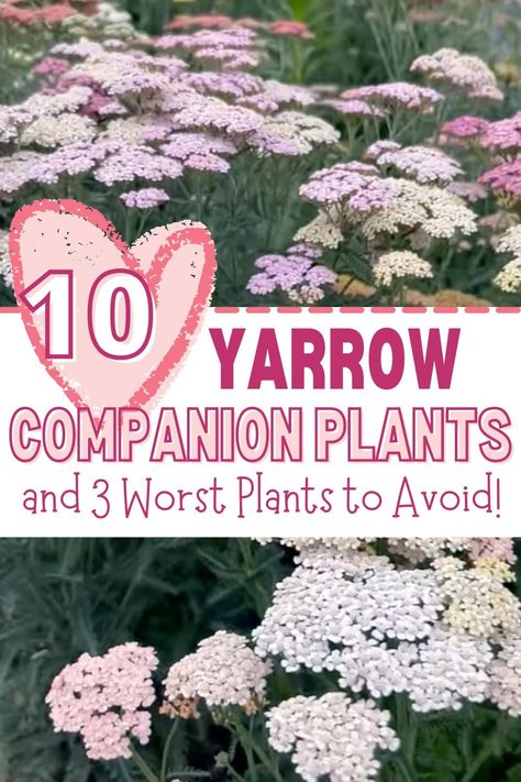 Yarrow Companion Plants - The 10 Best and 3 Worst Companion Plants for Yarrow! - Learn about Garden Companion Planting Guide - Yarrow (Achillea millefolium) is a perennial flower that’s equally at home in meadows as it is in cut flower gardens. I love that yarrow provides beautiful lacy foliage and flowers and a wide variety of uses and benefits. This article discusses companion planting with yarrow and its benefits for the garden, with the 10 best companion plants for yarrow, and 3 worst plants to avoid. Whether you're a beginner or an experienced grower, understanding the yarrow companion planting chart and layout is crucial for maximizing your vegetable garden and reducing pest issues! Yarrow In Landscape, White Yarrow Plant, Yarrow Companion Planting, Yarrow In Garden, Yarrow Landscaping, Yarrow Field, Yarrow Benefits, Yarrow Garden, Achillea Flower