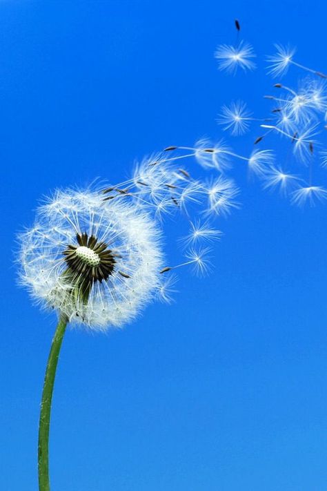 Dandelion Art, Dandelion Clock, Blowing In The Wind, A Dandelion, Dandelion Wish, Illustration Botanique, Alam Yang Indah, Macro Photography, 그림 그리기