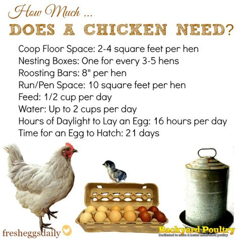 How Much Space... Feed... Water... Light Does a Chicken Need? | Fresh Eggs Daily® Pallet Backyard, Coop Layout, Oasis Backyard, Gardening Backyard, Chicken Coup, Landscaping Backyard, Backyard Chicken Farming, Coop Ideas, Coop Design