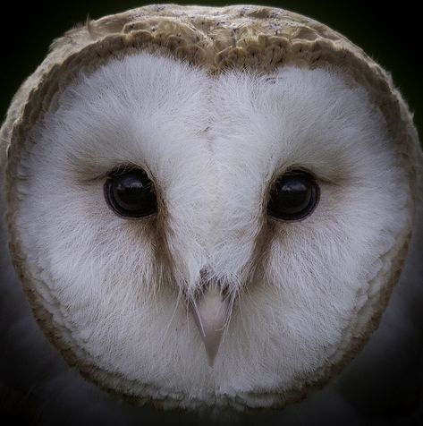 Owly ~ photographer Richard Knight  #photographer Owl Face, Nocturnal Birds, Owl Photography, Owl Eyes, Owls Drawing, Owl Pictures, Beautiful Owl, Art Manga, Owl Tattoo