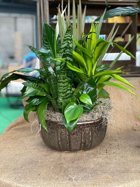 Houseplant Arrangement Ideas, Plants Pots Ideas, Pots Ideas, Small House Garden, Peacock Plant, Plants Pots, Herb Garden Design, House Plant Pots, Vertical Garden Diy