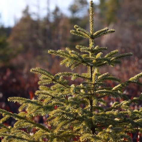 Black Hills Spruce, Spruce Trees, Spring Hill Nursery, Specimen Trees, Green To Blue, Spruce Tree, Clay Soil, Spring Hill, Garden Living