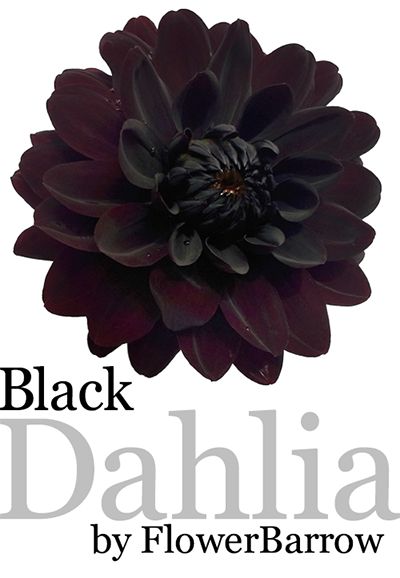 Black Phone Cases, Dahlia Tattoo, Black Plants, Gothic Wedding Invitations, Goth Garden, Gothic Floral, Gothic Garden, Black Dahlia, Dark Wedding