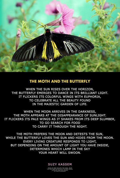 The Moth and the Butterfly ― Suzy Kassem poetry Butterfly Analogy, Moth Poem, Butterfly Poems, Empath, Moth, Great Quotes, Positive Quotes, Poetry, Celebrities