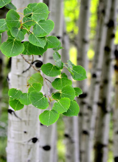 Birch Tree Leaves, 자작나무 그림, Summer Leaves, Trees Beautiful, Summer Drawings, Birch Tree Art, Tree Identification, Aspen Leaf, Birch Leaf