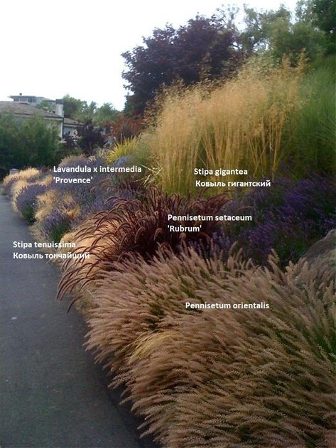 Cheap Garden Landscape Ideas, Grasses Along Driveway, Native Landscape Design North Carolina, Stipa Grass Landscape, Provence Landscape Design, Using Trees As A Privacy Fence, Rain Garden Design Landscaping, West Coast Landscaping, Landscape Ideas Large Yard