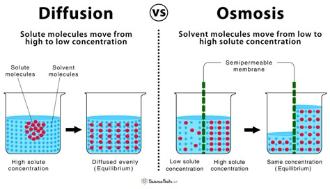 Diffusion And Osmosis, Adding Polynomials, Igcse Biology, Biology Revision, Biology Labs, Teaching Chemistry, Ap Biology, Chemistry Notes, Biology Lessons