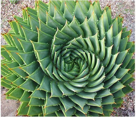 Aloe plant - polyphylla.  Fibonacci spiral Spiral Aloe, Aloe Plants, Orchid Cactus, Cactus Seeds, Stone Plant, Succulent Seeds, Rare Seeds, Rare Succulents, Cactus Y Suculentas