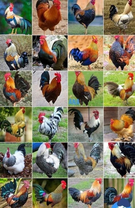 Chicken Pictures, Fancy Chickens, Chicken Feeders, Backyard Chicken Farming, Beautiful Chickens, Peanut Butter Blossoms, Fish Wallpaper, Backyard Chicken Coops, Poultry Farm