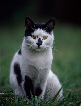 White Cat Black Spots, Black Cat With White Spots, Black And White Spotted Cat, White Cat With Black Spots, Cat With Spots, White Cat Breeds, Aesthetic Black And White, White And Black Cat, Spotted Cat