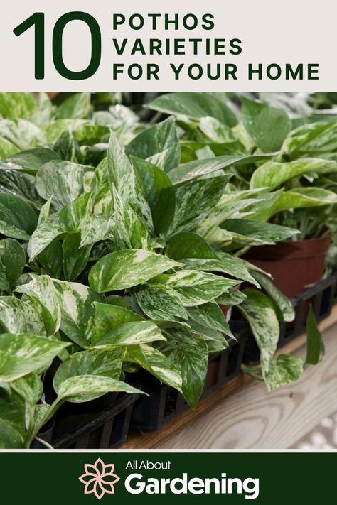 Pictures of Pothos Plants Types Of Pothos Plants, Types Of Pothos, Pothos Varieties, Types Of Houseplants, Best Plants, Pothos Plant, Indoor Gardens, Plants Indoor, House Plants Indoor