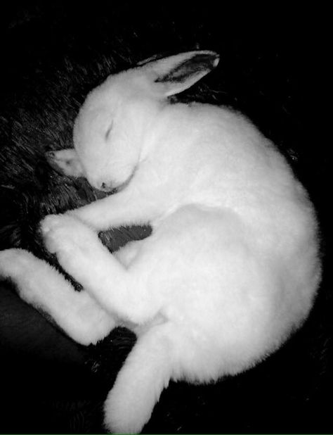 Bunny Curled Up, Grey Rabbit Aesthetic, Bunny Lying Down, Rabbit Lying Down, Bunny Reference Photos, Rabbit Reference Photo, Rabbit Laying Down, Bunny Laying Down, Sleeping Bunny Drawing