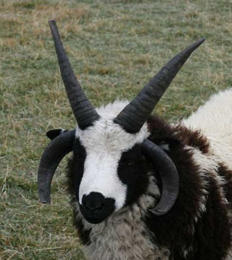 Sheep Oc, Jacobs Sheep, Sheep With Horns, Sheep Horns, Badass Pictures, Jacob Sheep, Sheep Skull, Ram Horns, Sheep And Lamb