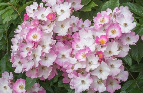 Flowering Hedge, Ballerina Rose, Rose Companion Plants, Rose Ballerina, Hydrangea Arborescens Annabelle, Rose Garden Landscape, Soft Pink Flowers, Garden Uk, Musk Rose