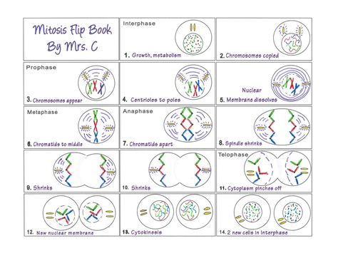 Art at Becker Middle School: Mitosis Flip Book example Mitosis Notes, Mitosis Worksheet, Life Science Experiments, Flip Book Template, Biology Ideas, Book Worksheet, Life Science Activities, Human Biology, Middle School Life