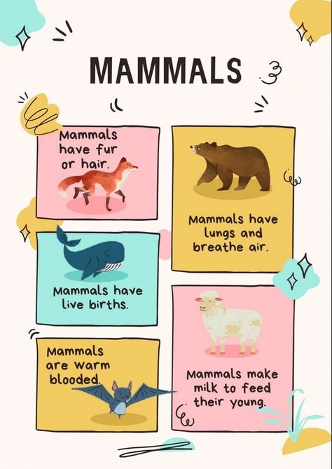 Educational Posters: Fueling Imagination in Curious Minds Mammals Reptiles Classifying Animals, Mammals For Preschool, Zoology For Kindergarten, Mammals Activities For Preschool, Mammals Preschool Activities, Animal Classification Project, Animal Classification For Kids, Animal Habitat Activities, Animals Classification