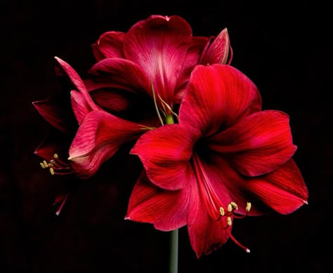 Beautiful Red Amaryllis Red Amaryllis, Amaryllis Flowers, Wear Red Lipstick, Christmas Flowers, Exotic Plants, Poinsettia, Red Flowers, Black Backgrounds, One Day