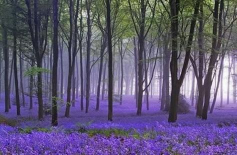 Lavender forest Tall Trees, Alam Yang Indah, Nature Beauty, Beautiful World, Purple Flowers, Wonders Of The World, Mother Nature, Beautiful Photo, Beautiful Nature