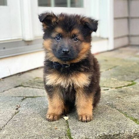 Super Cute Puppies, German Dogs, Gsd Puppies, Cute Animals Puppies, Puppies And Kitties, Cute Dog Pictures, Really Cute Dogs, Adorable Puppies, Dream Dog