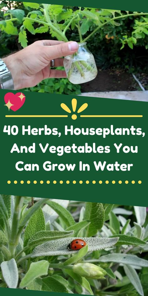 Vegetables That Grow In Water, Water Based Plants Indoor, Herb Terrarium Indoor, What Plants Can Grow In Water, Plants You Can Propagate In Water, Herbs To Grow In Water, Herbs That Grow In Water, Plants You Can Grow In Water, Growing Herbs In Water Indoors