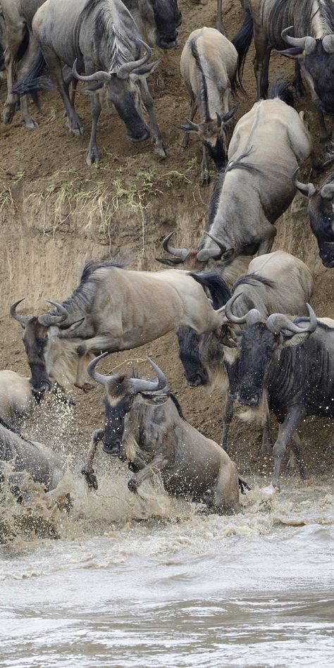 The wildebeest migration in The Serengeti, Tanzania. Original Travel. Safari Photos, Wildebeest Migration, Safari Holiday, Serengeti Tanzania, African Savanna, Africa Wildlife, Stunning Nature, Wild Beauty, Wildlife Habitat