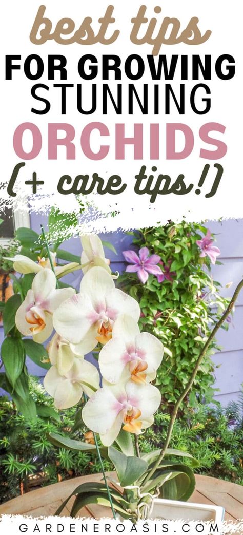 Caring For Orchids, Orchid Propagation, Diy Container, Orchids In Water, Indoor Orchids, Orchid Fertilizer, Orchid Plant Care, Orchid Roots, House To Home