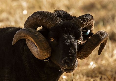 Side eye, curly horns Hebridean Sheep, Sheep With Horns, Primitive Sheep, Goat Logo, Mythological Animals, Goat Horns, Sheep Breeds, Cute Goats, Eye Painting