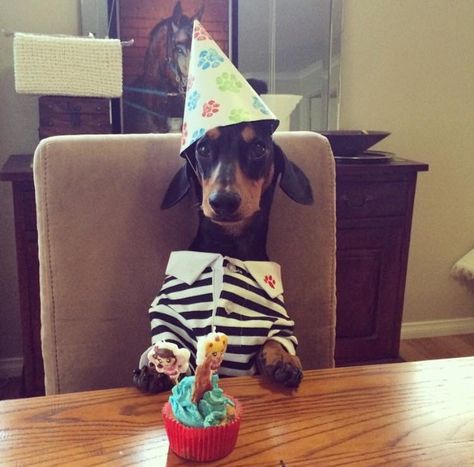 Party time! Dressed Up Dogs, Doxie Dog, Dachshund Stuff, Dachshund Birthday, Happy Birthday Dog, Birthday Dog, Doxie Dogs, Weenie Dogs, Mini Dachshund