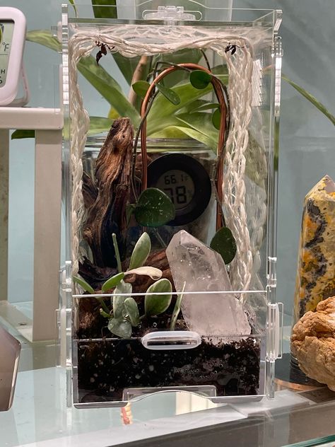 Tarantula Terrarium Ideas, Jumping Spider Terrarium Diy, Orchid Mantis Enclosure, Terrestrial Tarantula Enclosure, Mantis Terrarium, Spider Enclosure Ideas, Mantis Enclosure, Jumping Spider Terrarium, Bug Terrarium