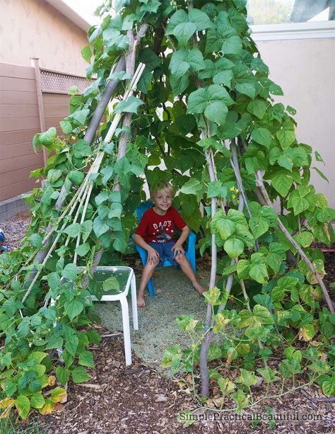 inside-green-bean-teepee Bean Teepee Diy, Green Bean Teepee, Garden Teepee, Bean Teepee, Daycare Playground, Green Bean Seeds, Bean Garden, Wood Chip Mulch, Growing Green Beans