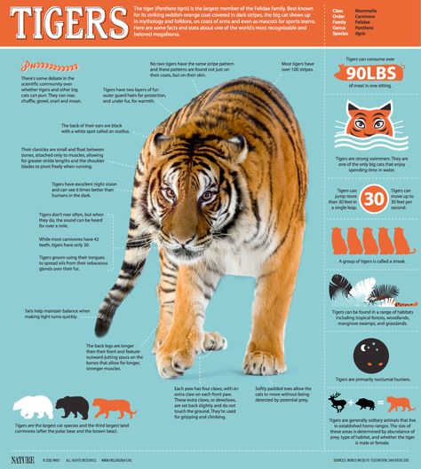 Did you know a tiger can consume over 90 lbs of meat in one sitting? Check out more facts and stats about these large cats with NATURE. World Cat Day, Tiger Facts, Tiger Species, Animal Infographic, Panthera Tigris, Tiger Pictures, Siberian Tiger, Endangered Animals, Animal Facts