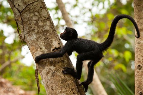 A baby Peruvian Spider Monkey (Ateles chamek) climbs a tree while playing around in Tambopata NP, in the Peruvian Amazon. Monkey Drawing, Monkey World, Animals Tattoo, Spider Monkey, Monkey Pictures, Monkey Art, Pet Monkey, Monkeys Funny, Cute Monkey