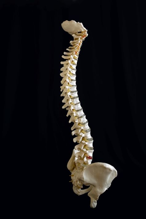 Random Musing of a Doctor: 7 Things You Probably Didn't Know About The Spinal... Spinal Cord Drawing, Spine Pictures, Spinal Cord Anatomy, Forensic Artist, Human Spine, Growth And Decay, Drawing Help, Anatomy Sculpture, Skeletal System