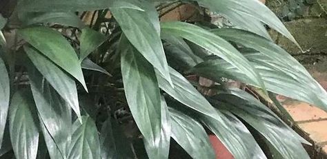 Epipremnum Amplissimum, Epipremnum Pinnatum Albo, Epipremnum Pinnatum, Big Plants, House Plants Indoor, Fairy Houses, Cool Plants, Planting Succulents, Beautiful Gardens