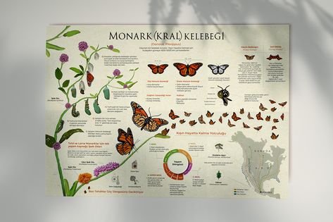 MONARCH BUTTERFLY Infographic Design Monarch Butterfly Infographic, Butterfly Graphic Design Poster, Butterfly Infographic, Renew Clothes, Monarch Butterfly Facts, Butterfly Information, Butterfly Facts, Animal Infographic, Illustration Infographic